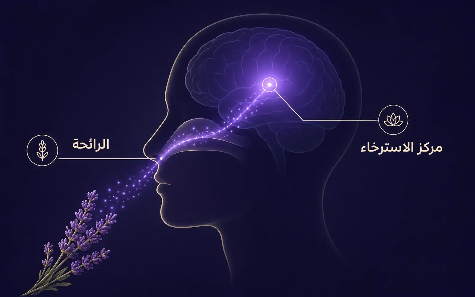 الرائحة تصل إلى مركز الاسترخاء في الدماغ